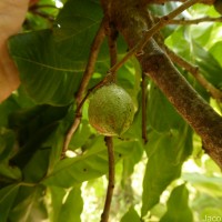 Schleichera oleosa (Lour.) Oken